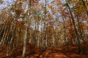herbstlicher Wald