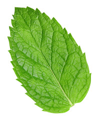 mint leaves isolated