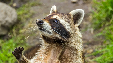 Cute racoon portrait