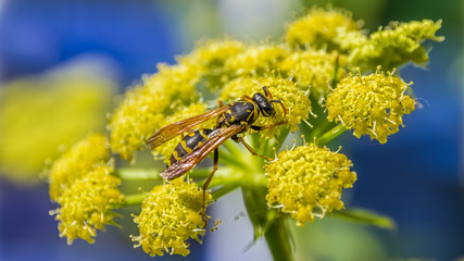 Macro of wasp on flower