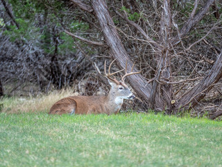 Buck Looking Right With Cedar Tree in the Background