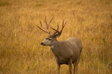 Naklejka na ściany i meble Mule Deer Buck with Red Antlers