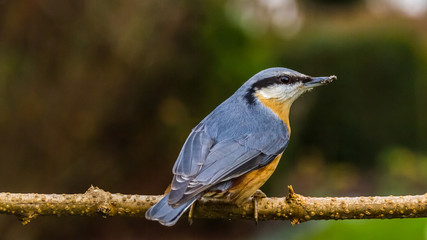 Nuthatch in our garden