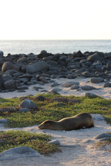 Fototapeta premium Seaside Nap