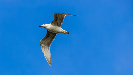 Gull in flight