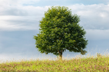 Baum
