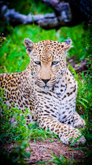 Leopard in South Africa