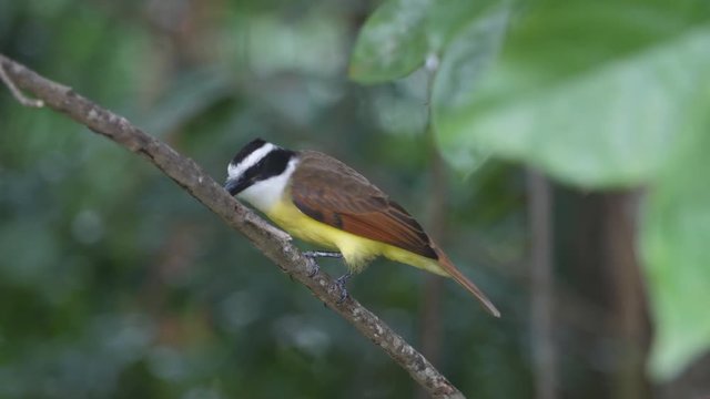 Yellow bird, a Great Kiskadee perched in tree. It looks around and then flies off. Shallow depth of field with bird in sharp focus. Mayan Riviera, Quintana Roo, Mexico.