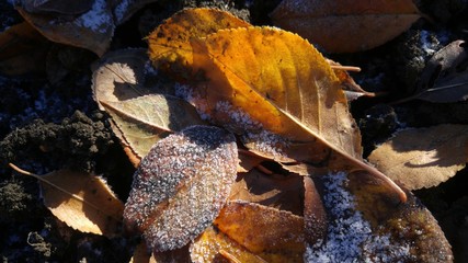 On the ground in the garden there are fallen leaves in ice crystals