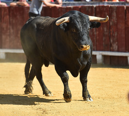 spanish bull running in bullring