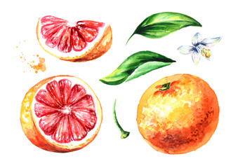 Fresh Grapefruit elements set. Watercolor hand drawn illustration, isolated on white background