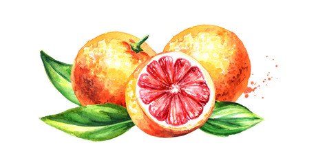 Fresh juicy grapefruits. Watercolor hand drawn illustration, isolated on white background