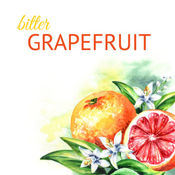Grapefruit  background. Watercolor hand drawn illustration