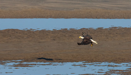 Flying eagle with crab