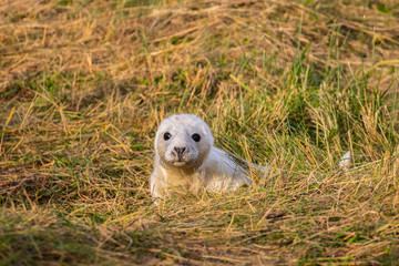 Grey Seal Pup on a beach