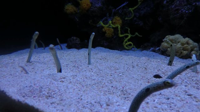 sand eels moving in the ocean