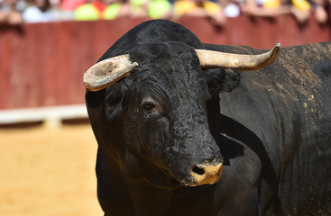 toro español corriendo en plaza de toros
