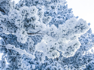 frozen pine branch covered with frost