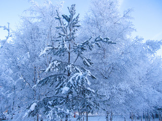 Fir tree covered with snow on the background of trees in hoarfrost in winter