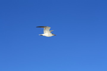 Bird in Flight