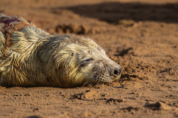 Grey Seal Pup on a beach