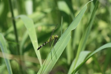 Green Dragonfly