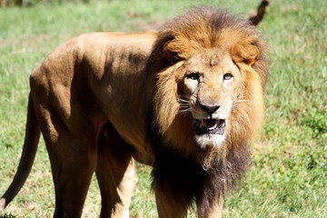 Fototapeta premium Lion growling