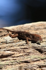 Lizard