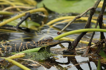 Baby Alligator