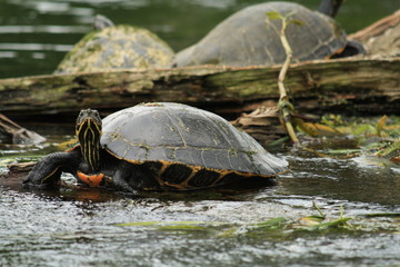 Fototapeta premium Trutle