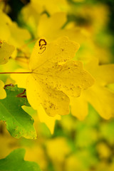 Gelbe und grüne Herbstblätter