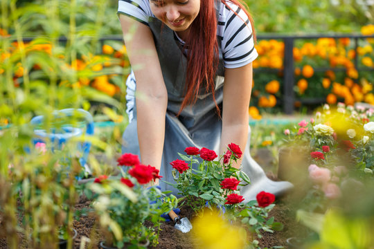 Photo of agronomist woman planting roses in garden
