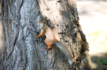 squirrel on tree