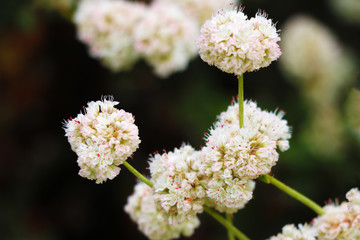 Medicinal wild herb Yarrow Achillea millefolilium . The plant during flowering , closeup