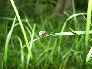 In Pirin mountain, Bulgaria