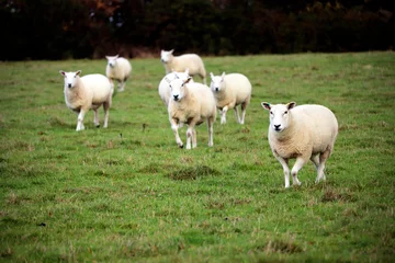 Fotobehang English sheep in a grass field © Leon Woods