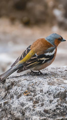 Smartphone HD wallpaper of chaffinch sitting on a rock