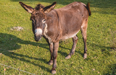 Naklejka na ściany i meble Cute donkey on grass
