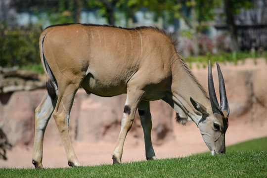 รูปภาพBruca เลือกดูภาพถ่ายสต็อก เวกเตอร์ และวิดีโอ195 Adobe Stock