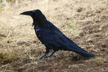 Beautiful black raven close-up on yellow grass