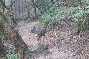 Deer. Shiloh Ranch Regional Park in southeast Windsor includes oak woodlands, forests of mixed evergreens, ridges with sweeping views of the Santa Rosa Plain, canyons, rolling hills, a shaded creek,.