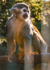 Obraz premium Cute squirrel monkey portrait