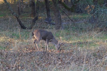 Deer. Shiloh Ranch Regional Park in southeast Windsor includes oak woodlands, forests of mixed evergreens, ridges with sweeping views of the Santa Rosa Plain, canyons, rolling hills, a shaded creek,.