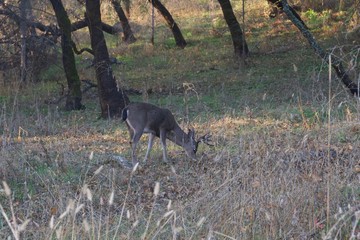 Deer. Shiloh Ranch Regional Park in southeast Windsor includes oak woodlands, forests of mixed evergreens, ridges with sweeping views of the Santa Rosa Plain, canyons, rolling hills, a shaded creek,.