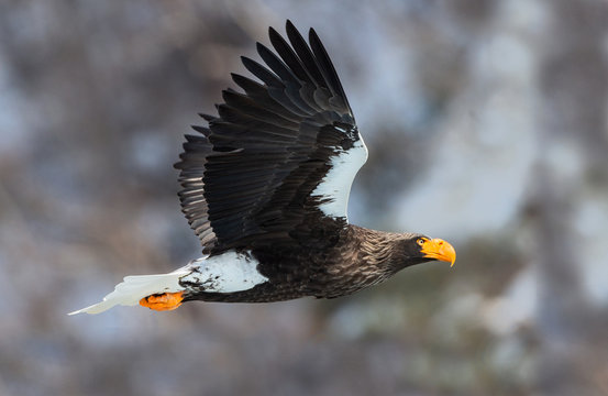 Adult Steller's sea eagle in flight. Winter Mountain background. Scientific name: Haliaeetus pelagicus. Natural Habitat. Winter Season.