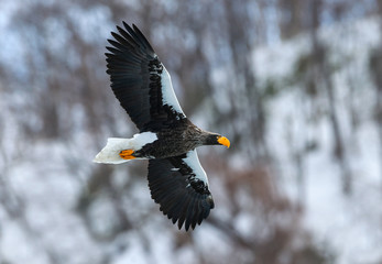 Adult Steller's sea eagle in flight. Winter Mountain background. Scientific name: Haliaeetus pelagicus. Natural Habitat. Winter Season.