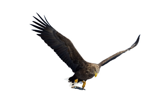 Adult White-tailed eagle with fish in flight. Isolated on White background. Scientific name: Haliaeetus albicilla, the ern, erne, gray eagle, Eurasian sea eagle and white-tailed sea-eagle.