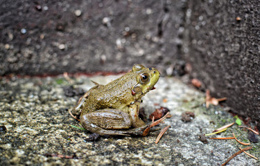 Green Frog (Lithobates clamitans) close-up in a corner