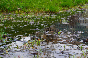 The grass in the shallow water and the shore