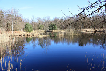 Obraz premium Ostseebad Zingst, Weiher im Osterwald